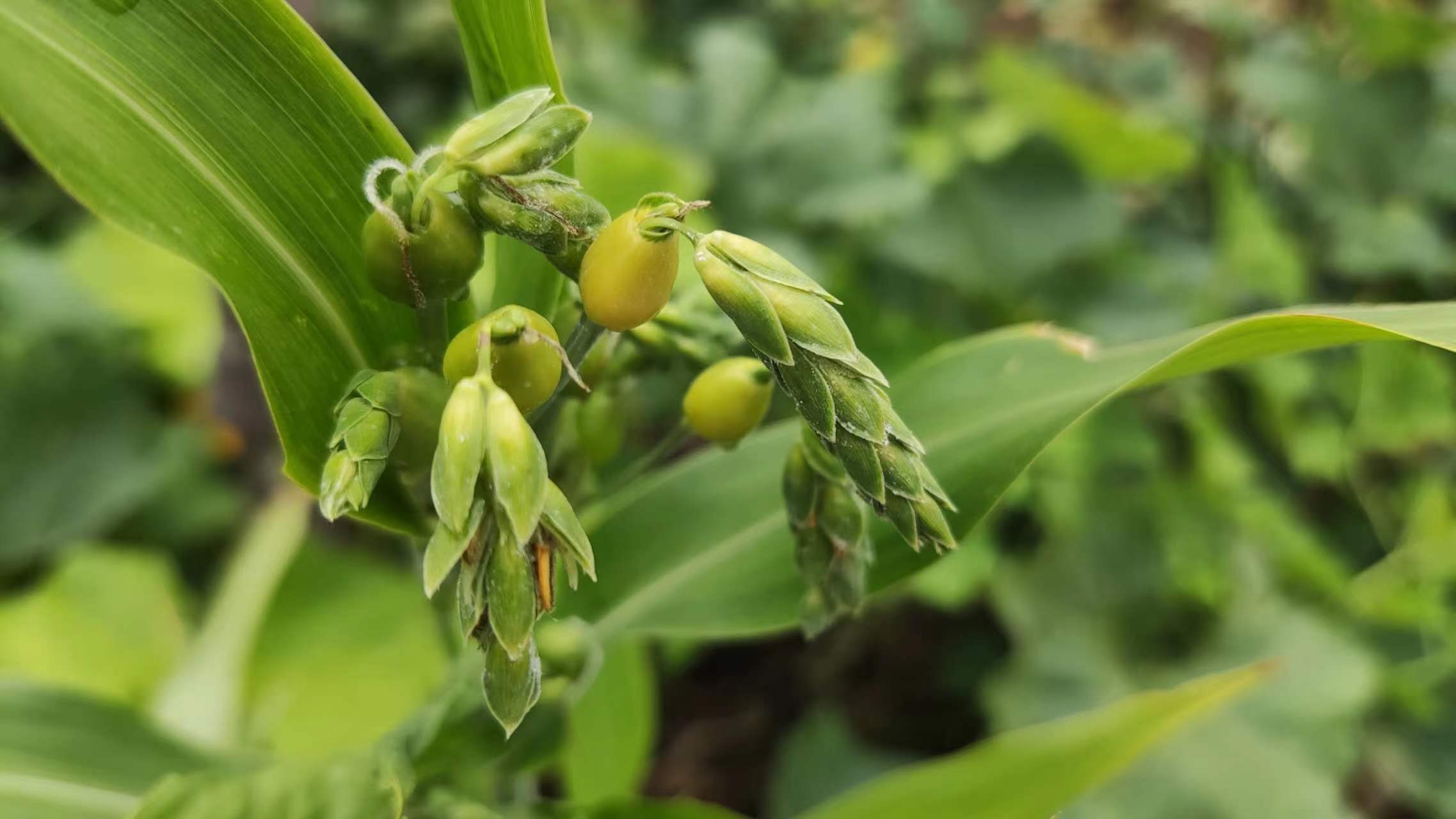 炒薏苡仁中药功效与作用,中药薏苡仁水怎么煮
