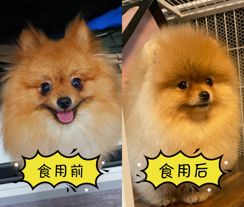 新手养博美要注意什么事项,养博美要注意哪些细节问题