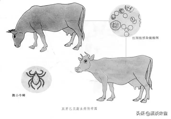 巴西布兰格斯牛和内洛尔牛中,探索双叉巴贝虫和蜱虫的季节性波动