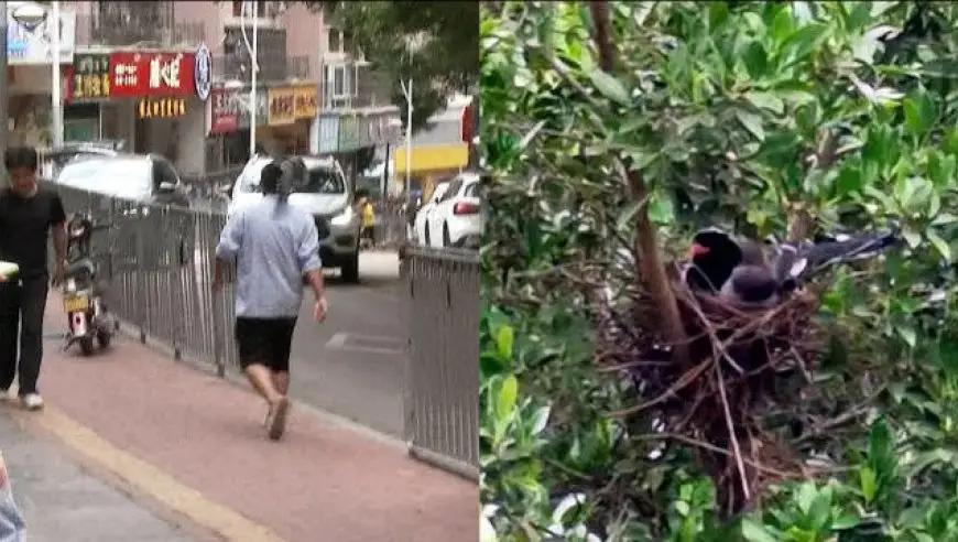 大鸟袭击人,大鸟伤人事件