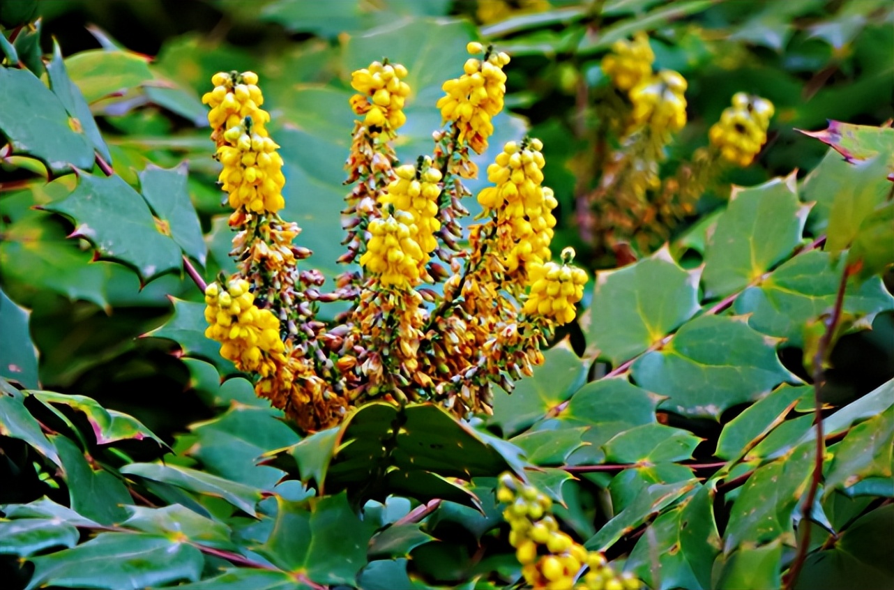 枸骨和十大功劳药用有何区别,枸骨与十大功劳的功效区别