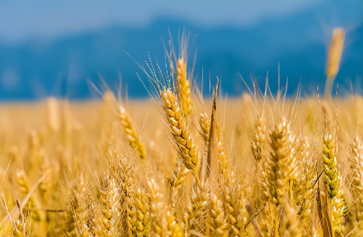 “六月喝5宝，财福往家跑”，记得给家人煮上一壶，清凉又消暑