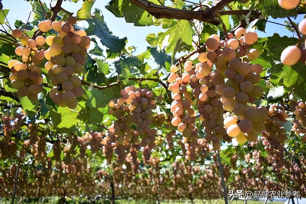 甲洲葡萄酒,日本甲州葡萄酒质量好吗
