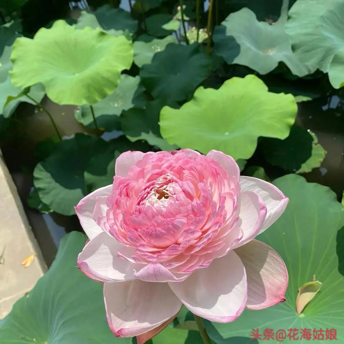 感觉自己好累好累的句子,感觉自己每天都好累好累