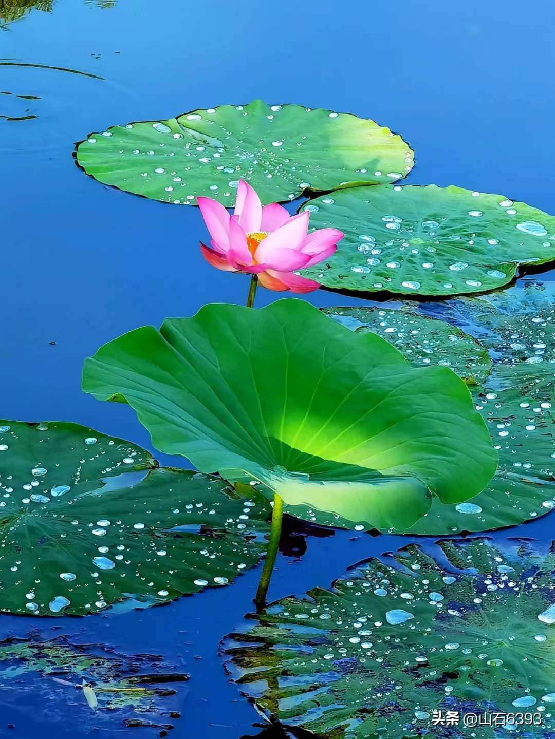 「战友美拍」“荷颂”系列17:陶俊峰的《荷叶之美》