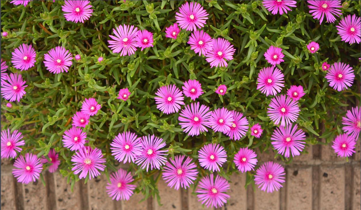 102个大类近500个多肉植物图片，都极其美丽，建议在家中也养一盆