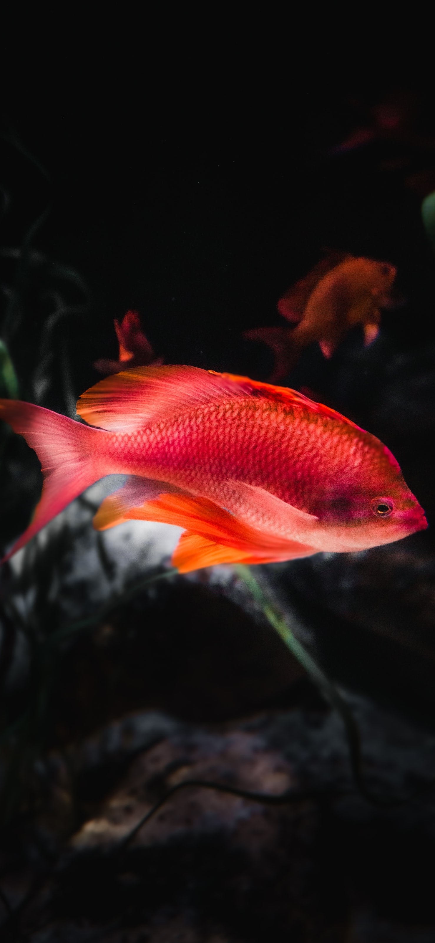 原图壁纸：鱼儿在海里游来游去，自由自在