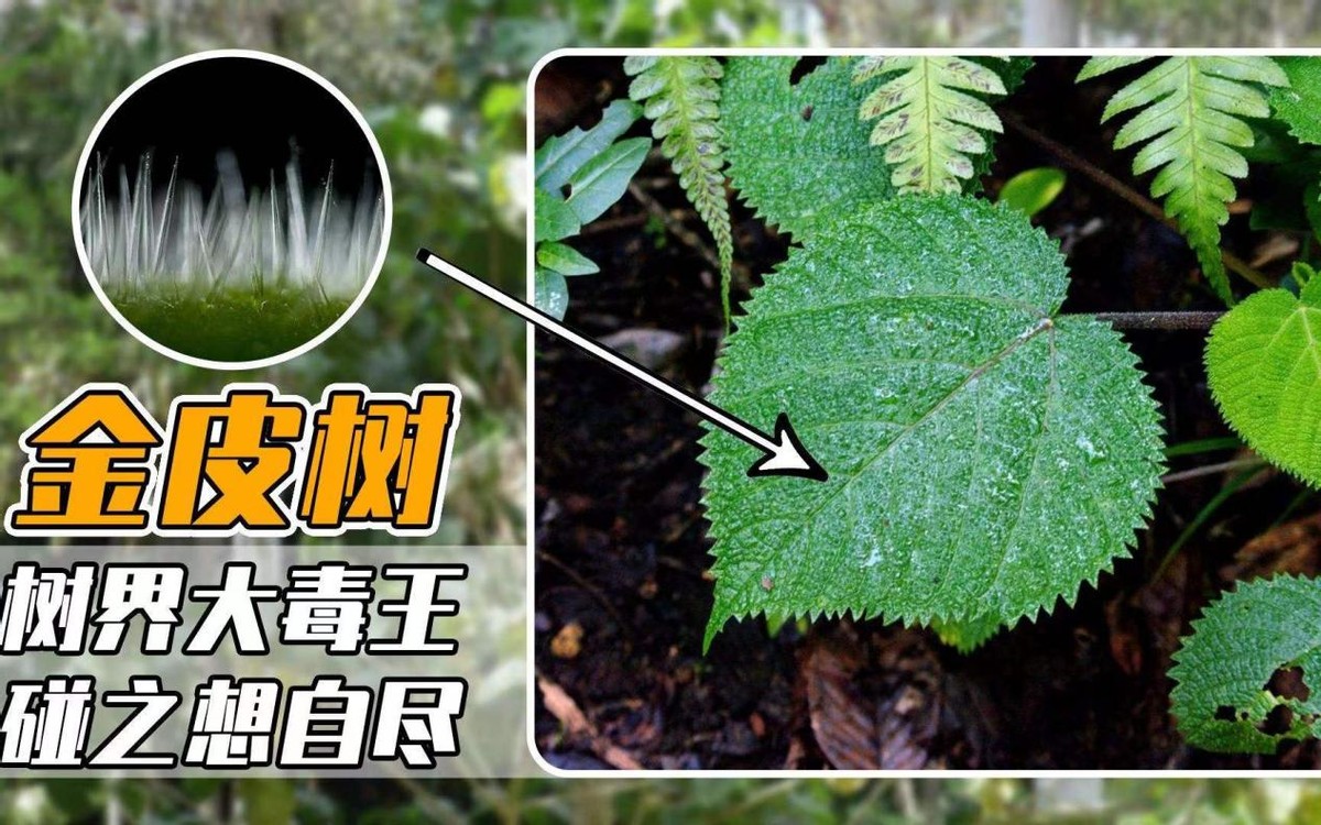 世界上最危险四棵树,地球上最危险的树木