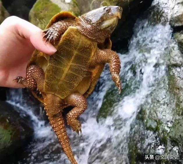男子在臭水沟捡到一只乌龟,村民捡到乌龟马上报警