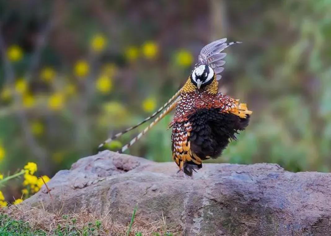 河南出现神秘巨鸟成片喜鹊,河南发现一只怪鸟