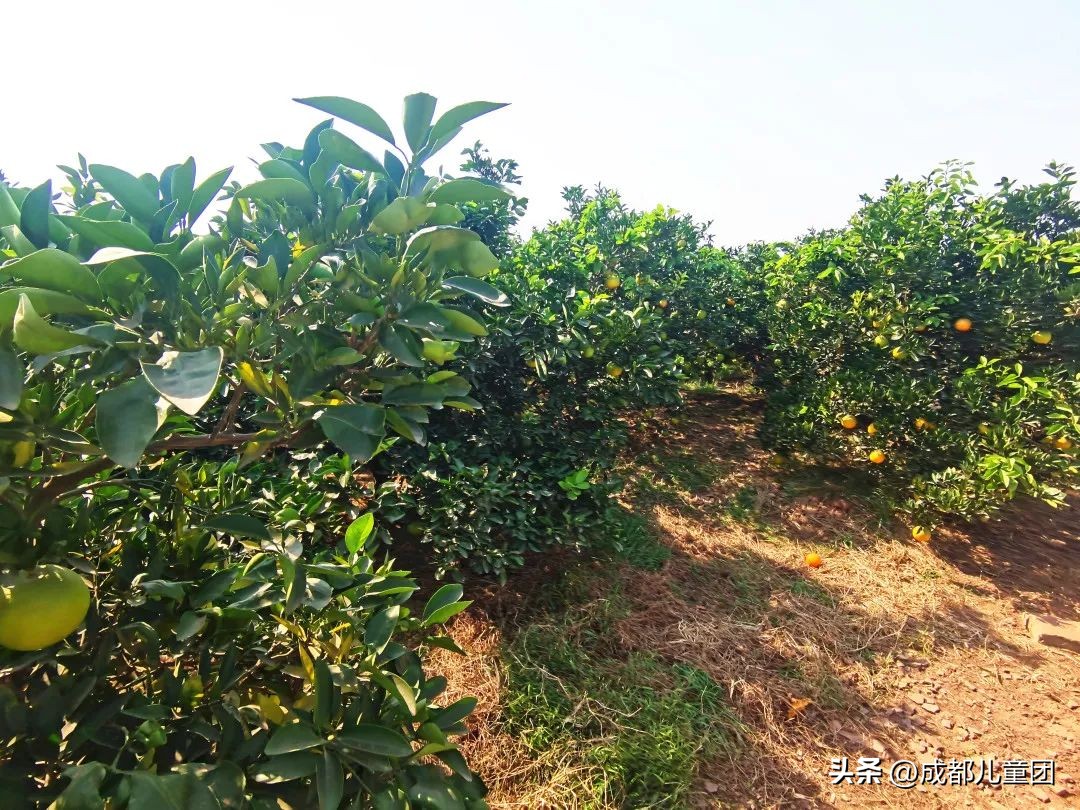 成都温江橘子采摘园推荐10月份,江苏附近橘子采摘园有哪些地方