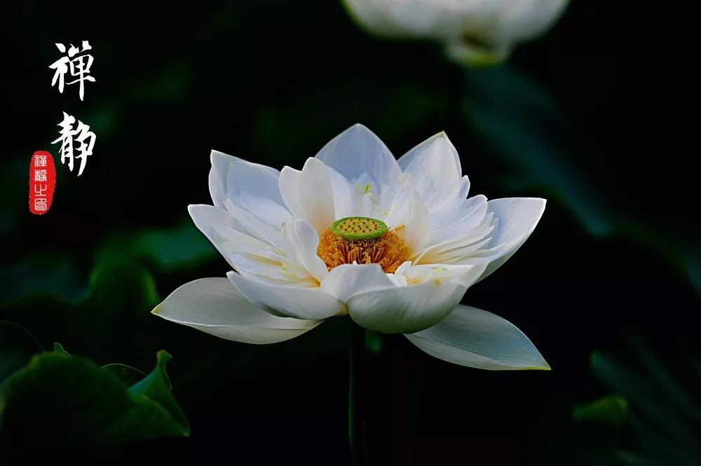 禅修中如何做心理治疗,禅修解决焦虑