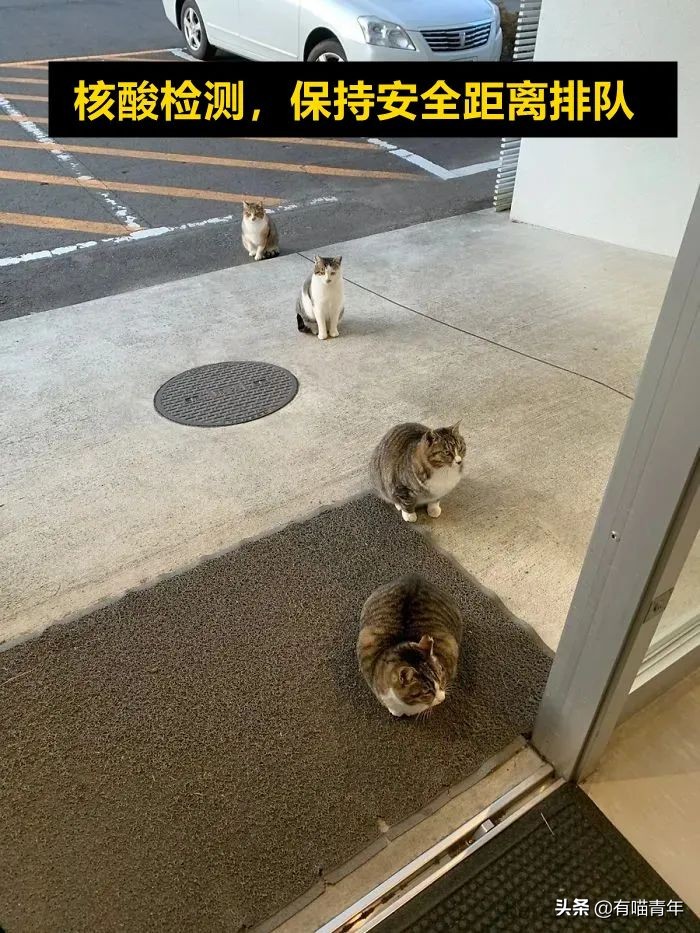 公鸡：他们在做啥午餐？猫：你老婆炖土豆