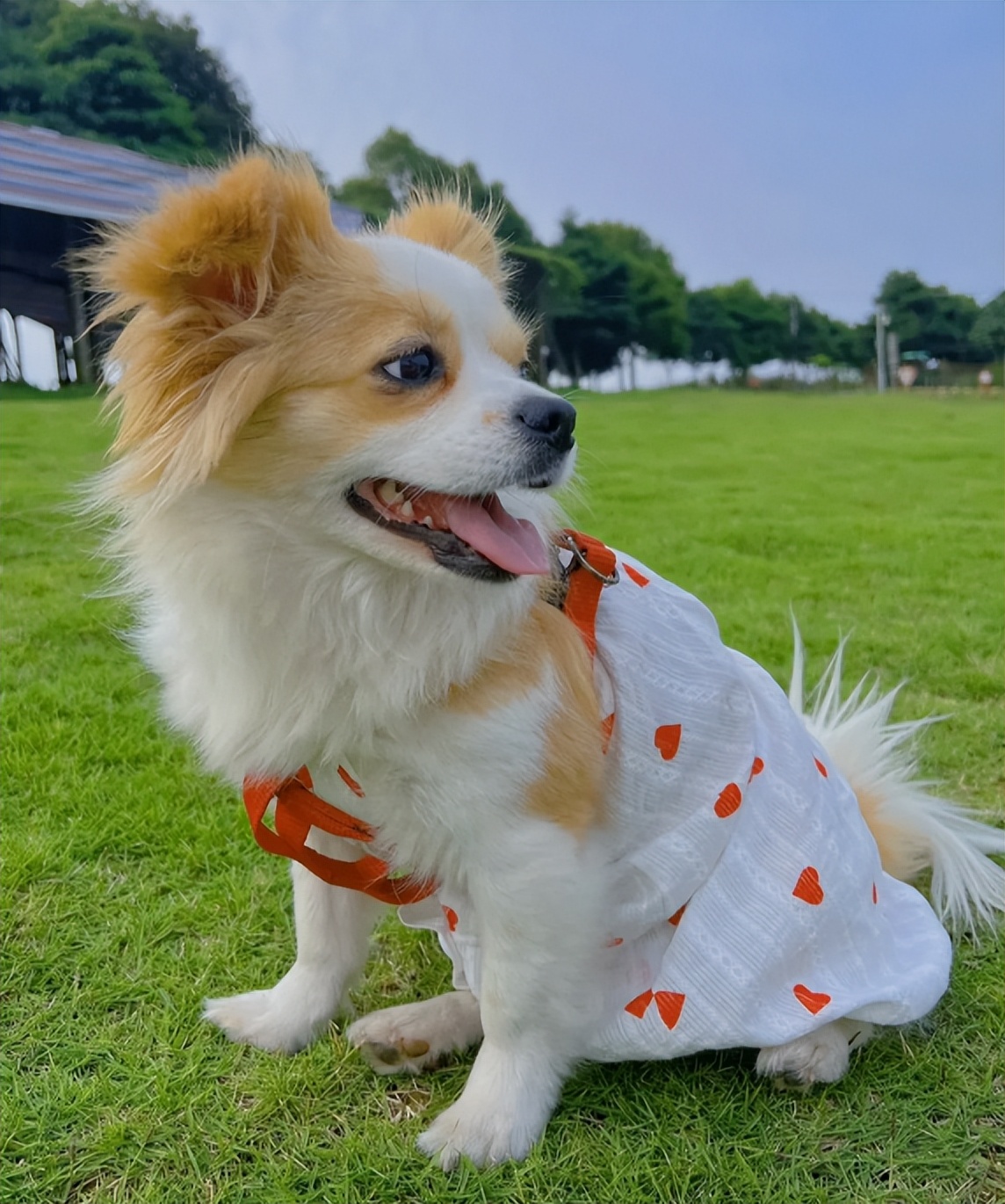 家庭养小型犬养什么品种好,短嘴巴大眼睛小型犬有多少品种