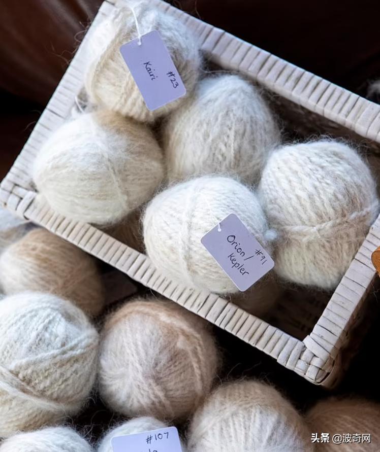 萨摩耶开始掉毛,萨摩耶铲屎官报道