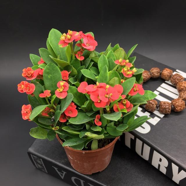 十种花不宜在室内养,这4种花最好别养在室内