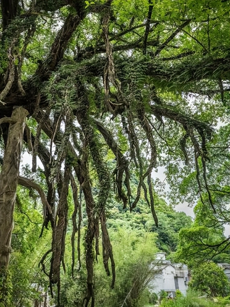 榕树的生长条件,榕树的养殖方法和注意事项详解
