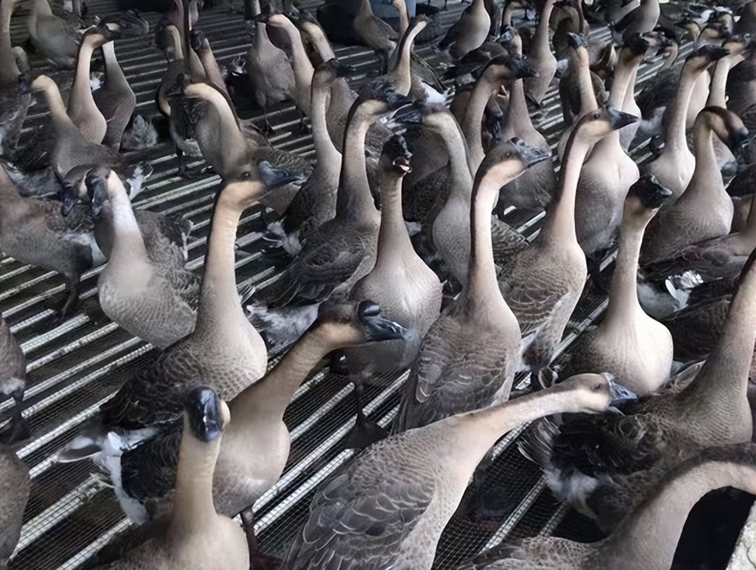 学会这5招养鹅不求人,养鹅怎么喂省钱而且还长的好