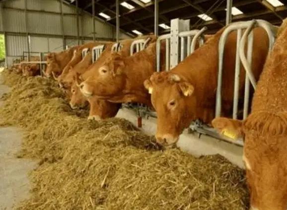 养牛过程中最怕遇到什么问题,养牛积食怎么快速消除