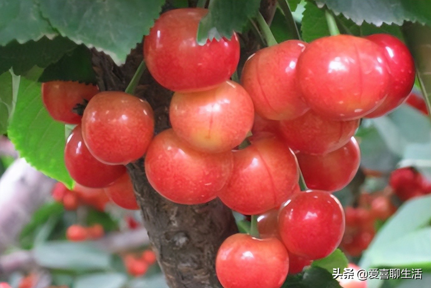 5月必吃的6种应季水果,11月份值得吃的10种时令水果