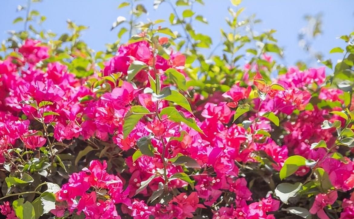 院子种2棵巴西进口花，花开似海，风景独特，美不胜收