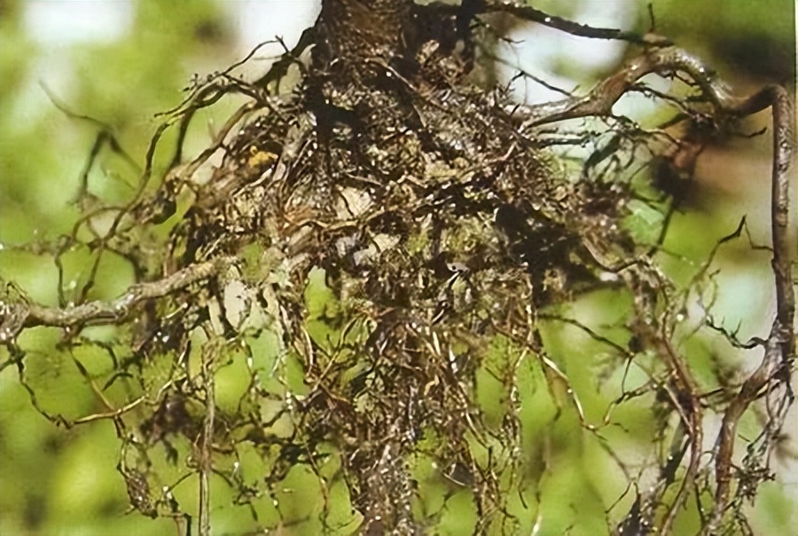 增施生物有机肥是解决果树死树的根本途径