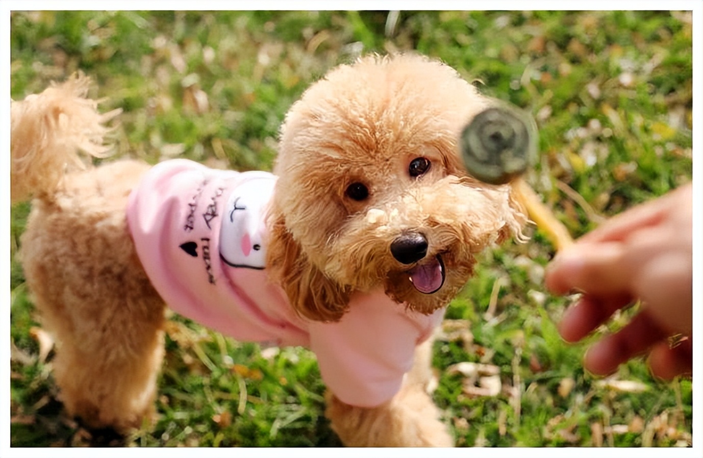 打了泰迪恨主人的表现,泰迪有什么坏心思视频