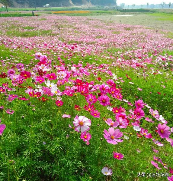 夏季开花的兰花品种有哪些,最适合室内养的8种开花植物
