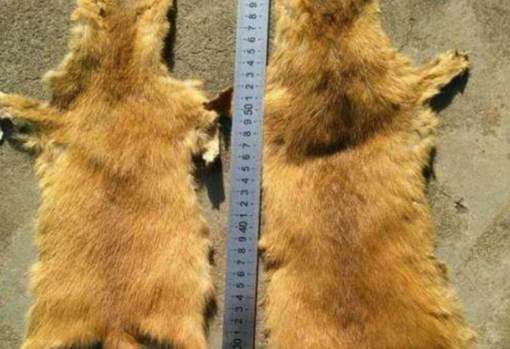 捕杀黄鼠狼违法吗,捕杀黄鼠狼怎么处罚