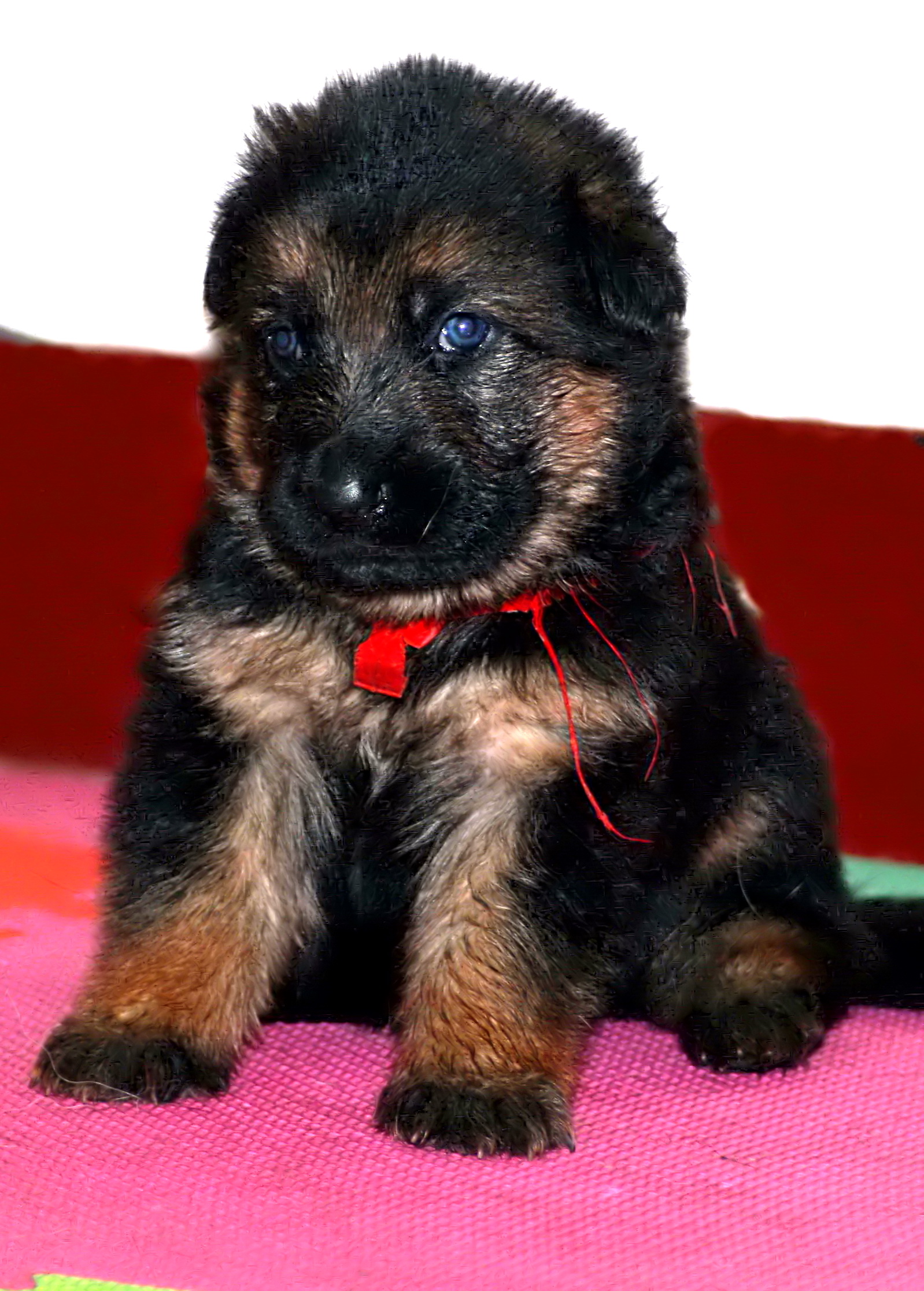 德牧养殖技术书籍大全,德牧饲养攻略