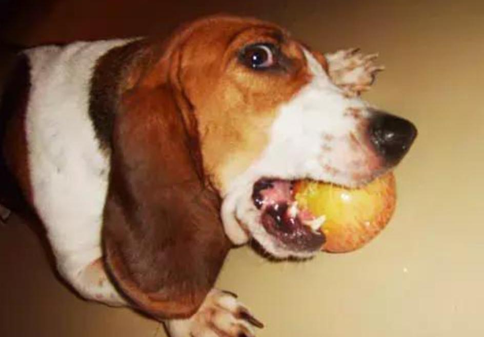 狗狗能不能吃夏威夷果,狗狗吃了夏威夷果能自愈吗