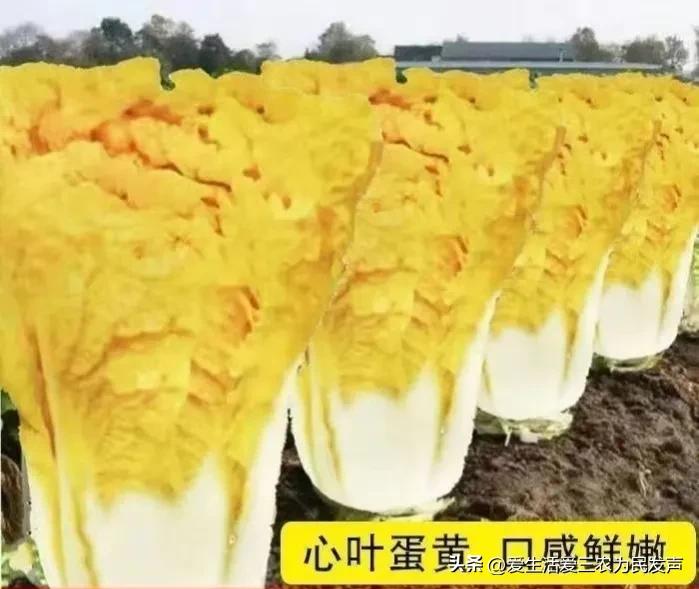 2018年最赚钱的种植项目,种植野菜亩产利润20万元以上