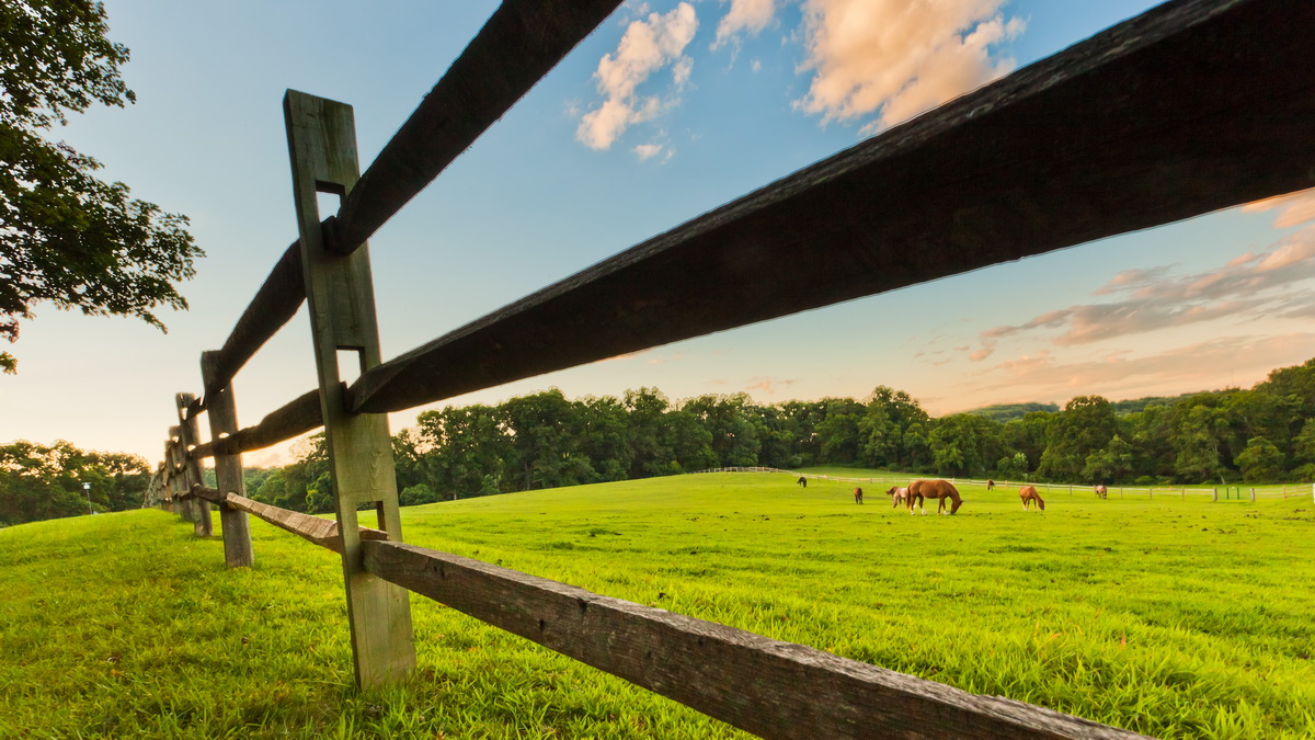夜的眼讲的是什么,夜的眼睛朗诵