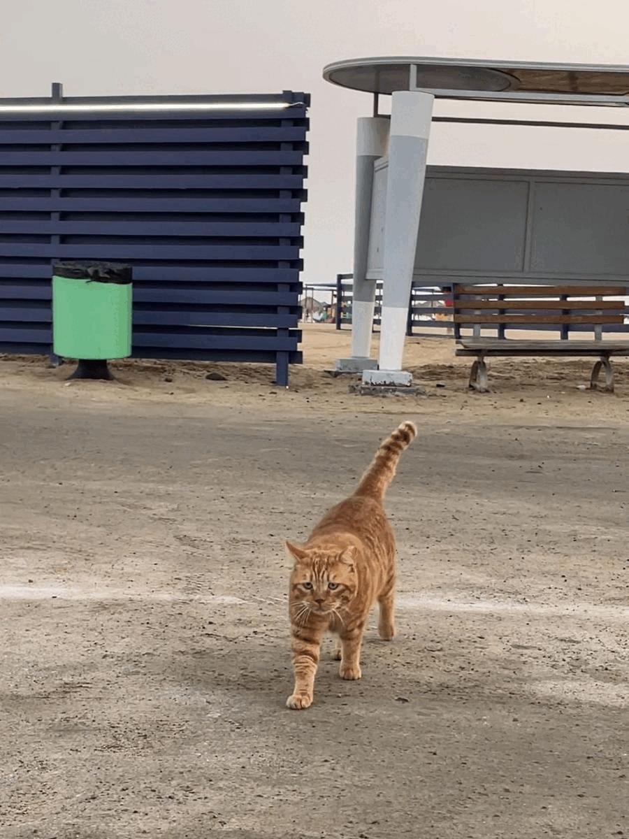 无需精细标记,单击物体实现物体移除、内容填补、场景替换