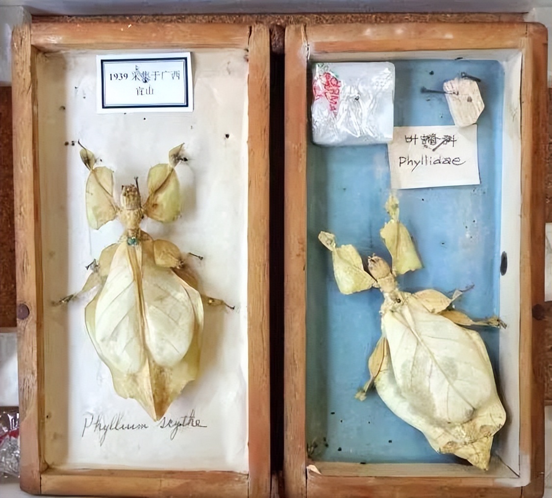 浙大博物馆十大镇馆之宝,浙大考古与艺术博物馆