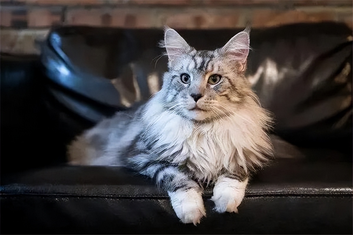 缅因猫兽多少钱一只,王子缅因猫