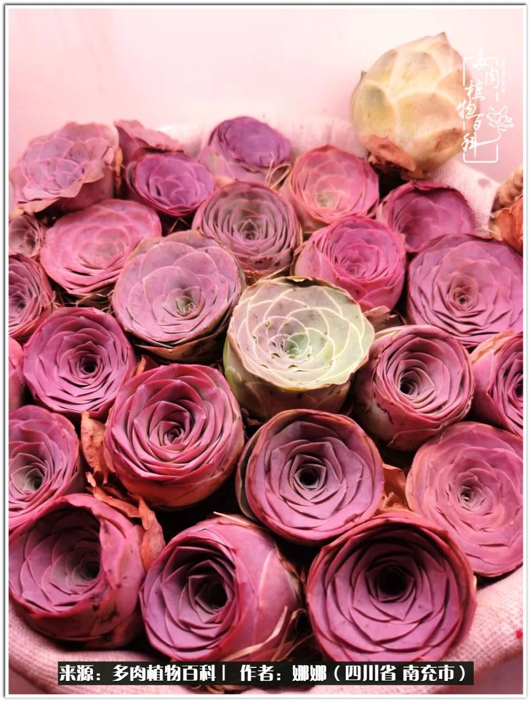 带刺的玫瑰阳台多肉,开花的玫瑰多肉