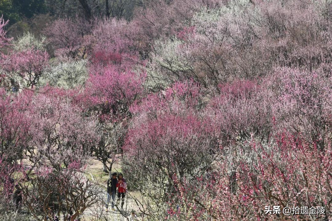 南京红梅花价格,南京的梅花是什么样的