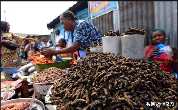 为什么人类不吃虫子,人类饿死概率
