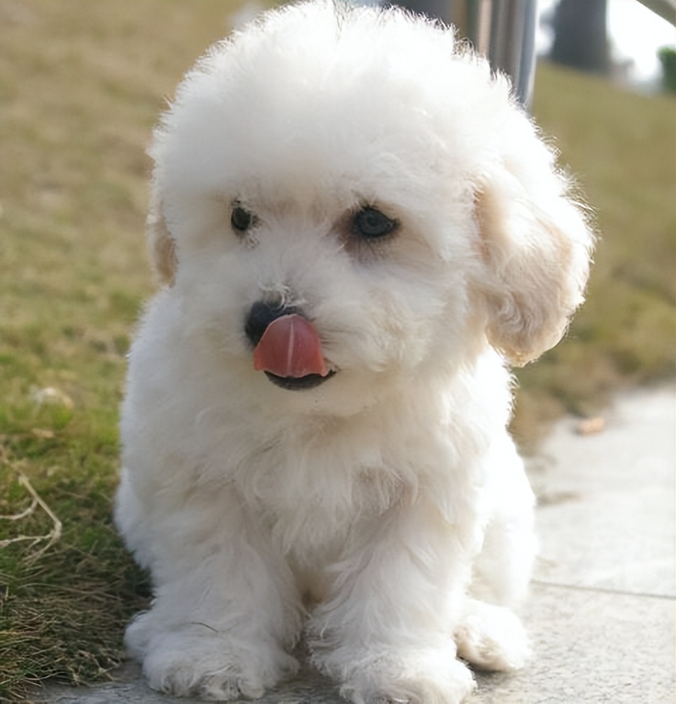 比熊泪痕严重怎么才能治好呢,比熊泪痕怎么消除最快