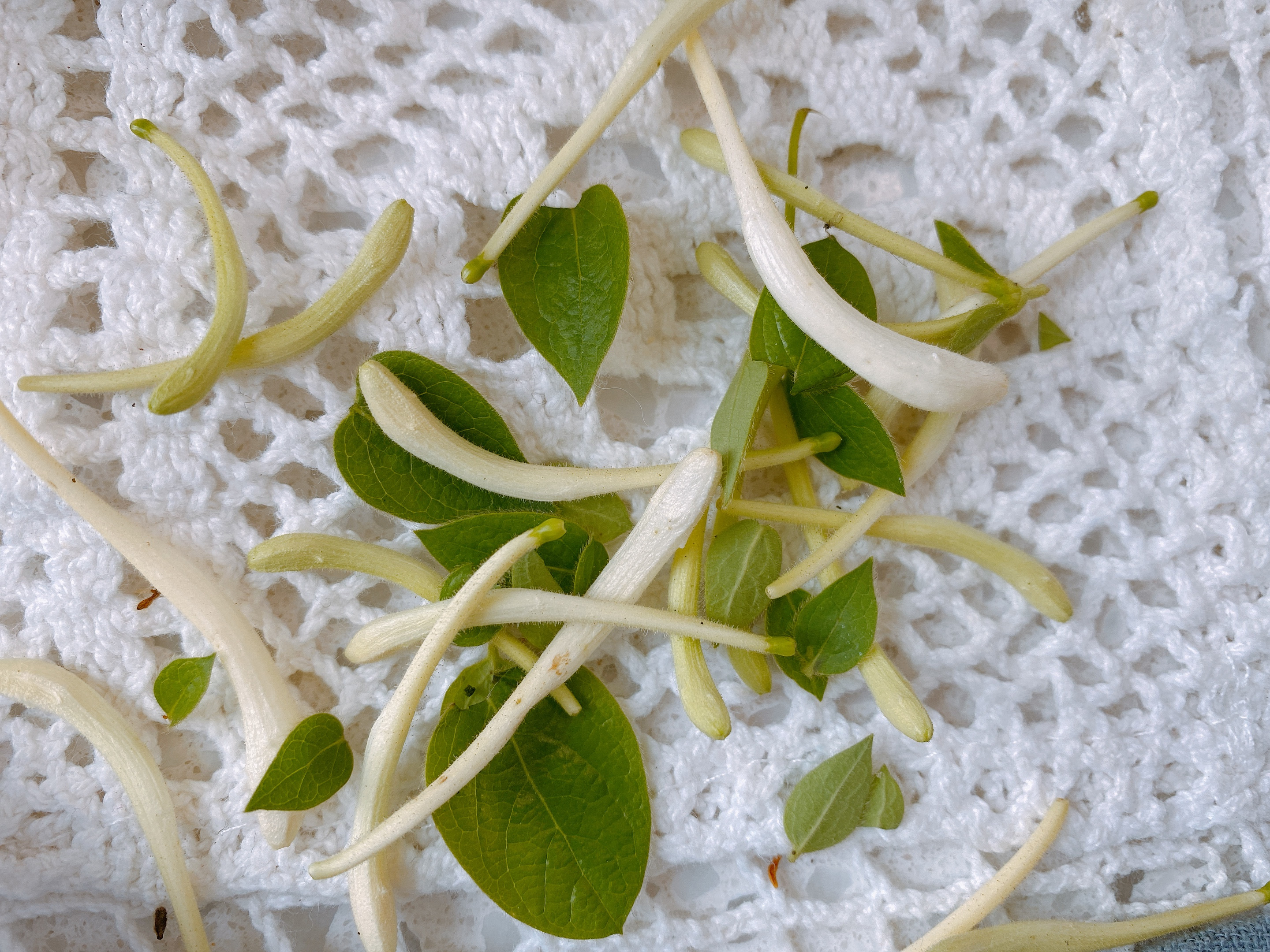 自制金银花茶,金银花茶最好的制作方法