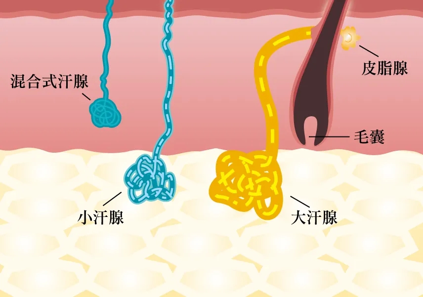 刮腋毛反而没有狐臭,刮腋毛可以减轻狐臭