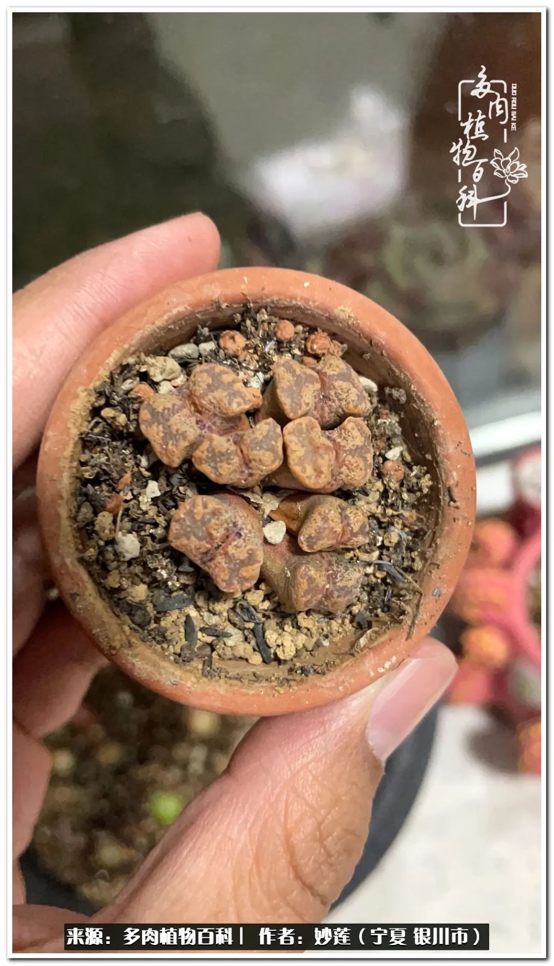 世间繁华三千不如一隅清欢,世间繁华三千不如有一院清欢