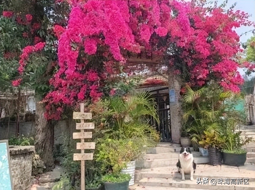 古色古香的明清风格的美食古街,古街古巷古村落风景到此一游