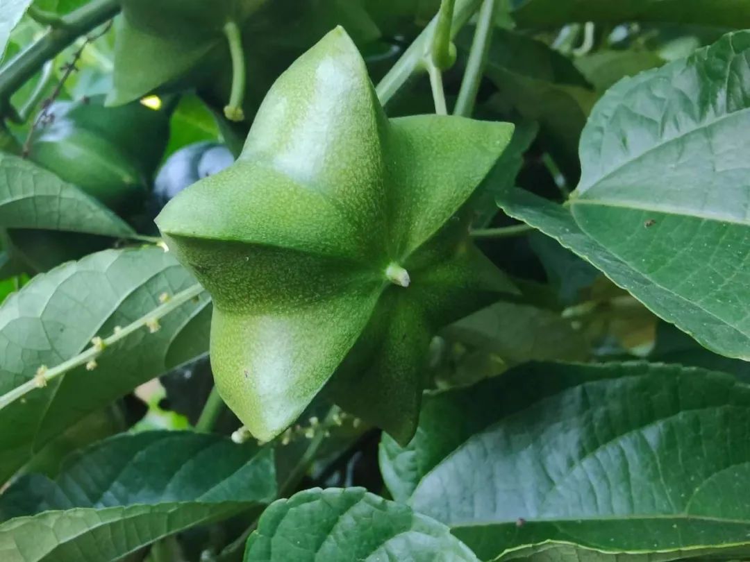 乡村振兴乡村美农民富,乡村振兴小小食用菌托起致富梦