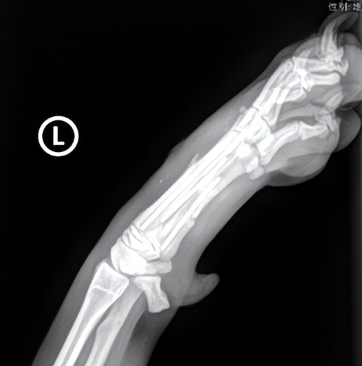 狗狗骨折会自愈吗,狗狗肘关节骨折了会自愈吗