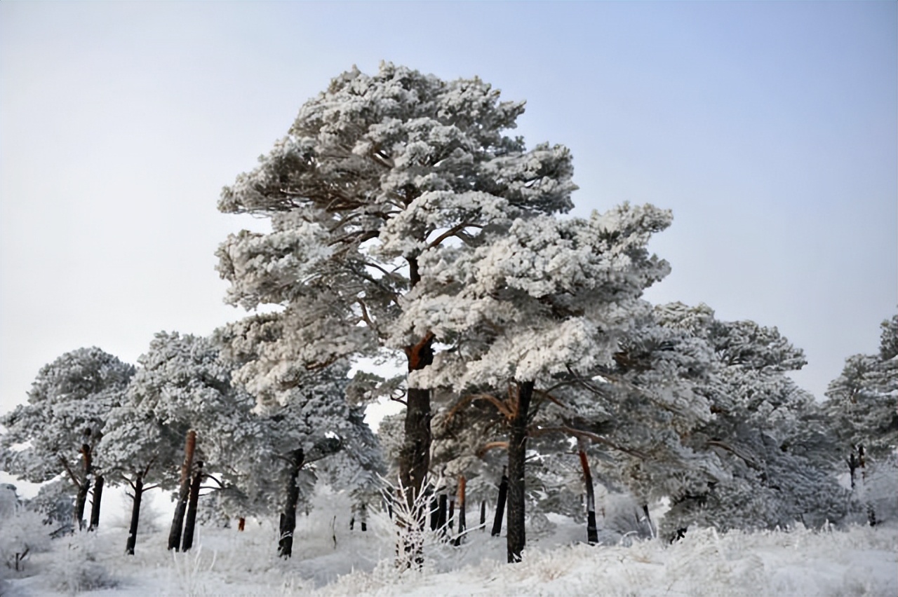 散文|艾平：樟子松随想
