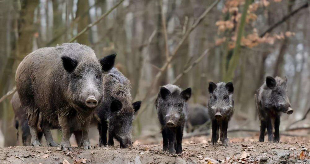 猪的祖先到底有多厉害,猪的战斗力到底有多可怕