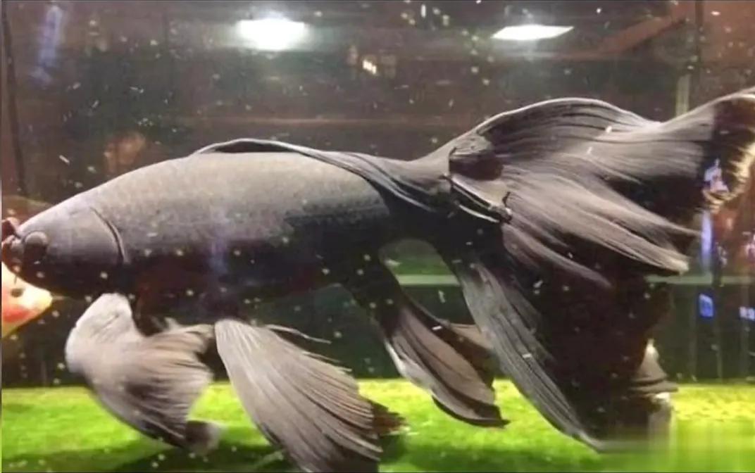 所有草金鱼的名字和图片,国粹金鱼和草金鱼哪个好养