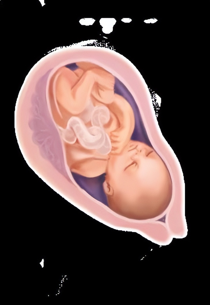 从受孕到分娩约四十周,从受孕到婴儿每天的变化